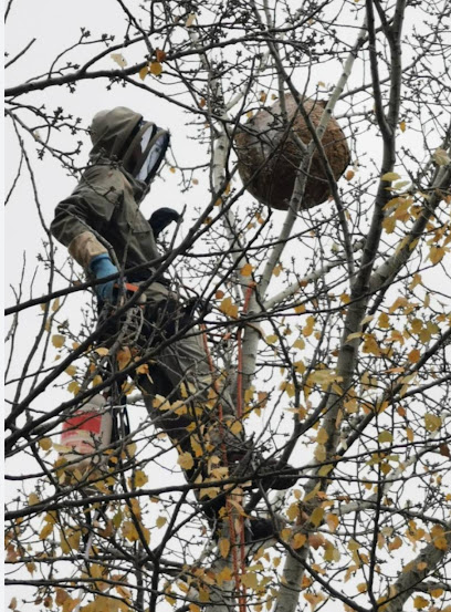 Occitanie Ramonage Guêpes Et Frelons, Ramoneur à Montcabrier